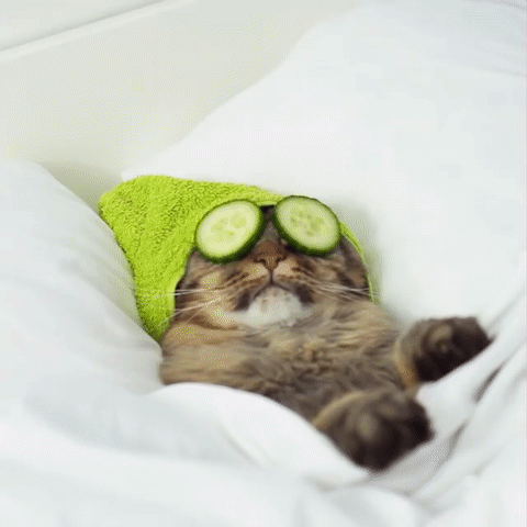 고양이 풀코스.gif | 인스티즈