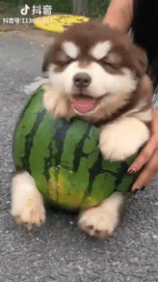 아침을 여는 댕댕이 | 인스티즈