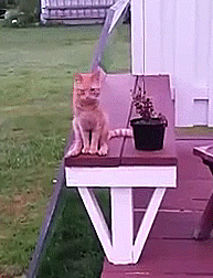 다리가 저린 냥이 | 인스티즈