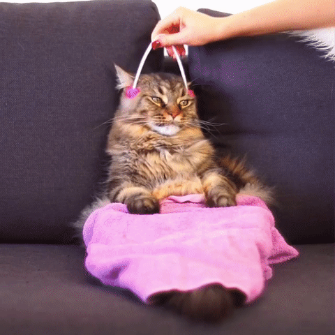 고양이 풀코스.gif | 인스티즈