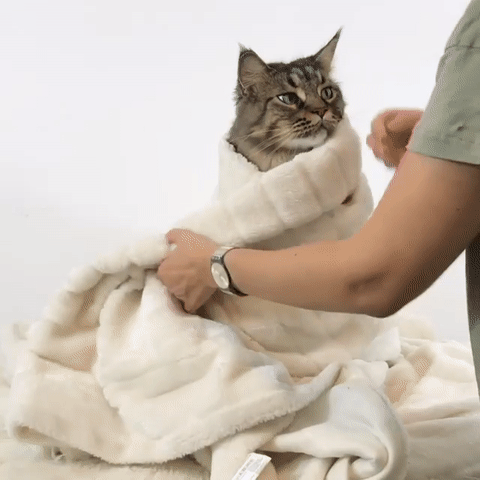 고양이 풀코스.gif | 인스티즈