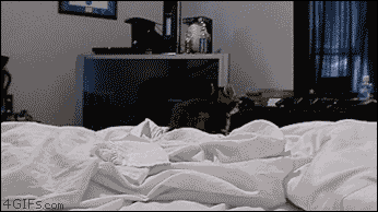 [데이터주의] 진심 무슨 생각하는지 궁금한 동물甲 - 2 | 인스티즈