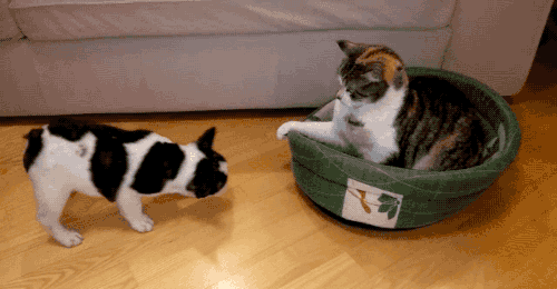 집을 잃은 댕댕이.gif | 인스티즈