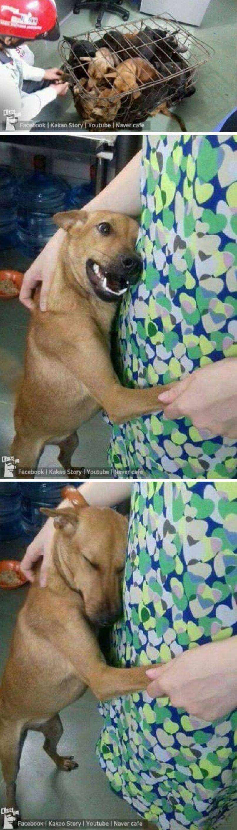 죽으러 가는 길에서 구조된 후.jpg | 인스티즈