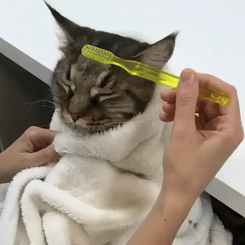 고양이 풀코스.gif | 인스티즈