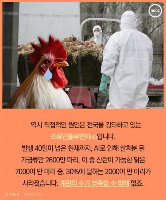 계란 하나도 마음놓고 못사먹는 나라 | 인스티즈