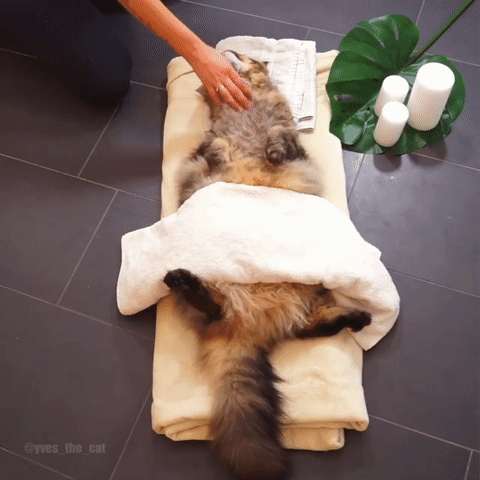 고양이 풀코스.gif | 인스티즈