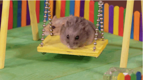 햄스터 놀이터.gif | 인스티즈