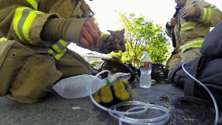 화재 현장에서 구출한 아기 고양이 | 인스티즈