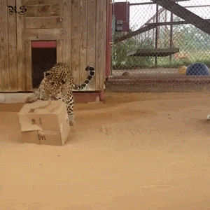 맹수들의 카리스마 넘치는 모습들 | 인스티즈