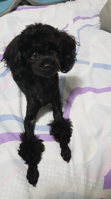 멍갤에 올라온 사람이였으면 연예인 했을거라는 강아지.jpgif | 인스티즈