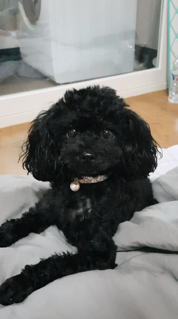 멍갤에 올라온 사람이였으면 연예인 했을거라는 강아지.jpgif | 인스티즈