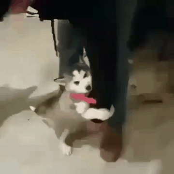 주인 출근 못하게 붙잡는 댕댕이.gif | 인스티즈