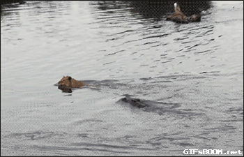 맹수들의 카리스마 넘치는 모습들 | 인스티즈