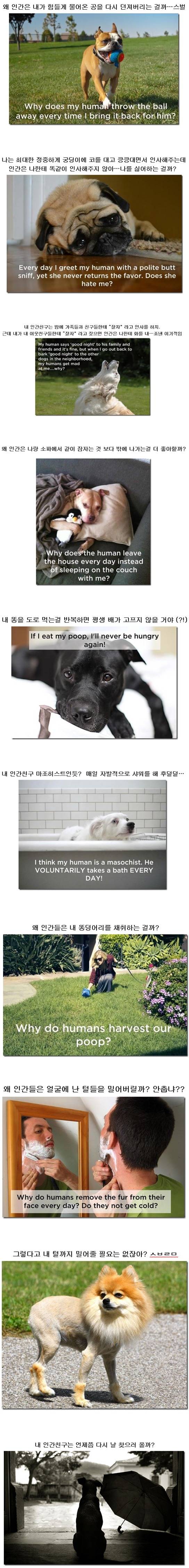 개들의 입장에서 보는 사람들이래.. | 인스티즈