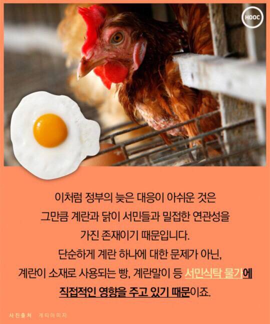 계란 하나도 마음놓고 못사먹는 나라 | 인스티즈