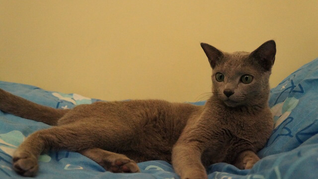 순딩이가 많고 러블리하게 생긴 고양이 러시안 블루.jpgif (줄여서도 러블인것) | 인스티즈