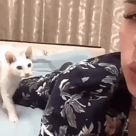 집사와 고양이 일상적 스킨십.gif | 인스티즈