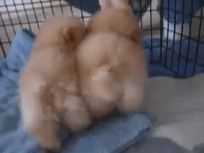 태어난지 8주 된 아기 포메라니안.gif | 인스티즈