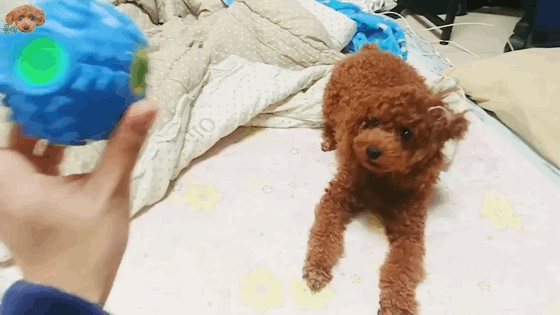 어버버하는 강아지 | 인스티즈