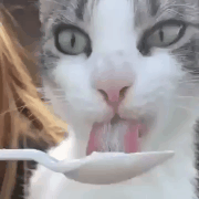 아이스크림 먹는 고양이 | 인스티즈