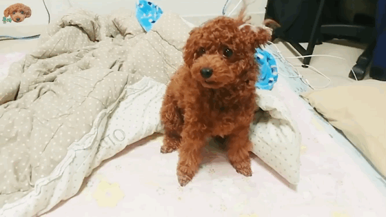 어버버하는 강아지 | 인스티즈