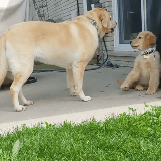 엄마한테 혼나는 댕댕이.gif | 인스티즈