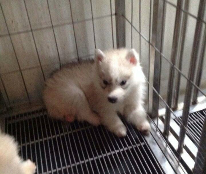 아무도 입양하려 하지 않은 강아지 | 인스티즈