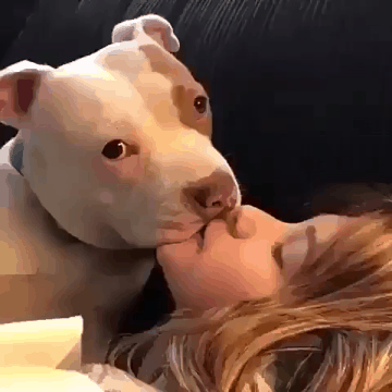 키스 좋아하는 멍멍이.gif | 인스티즈