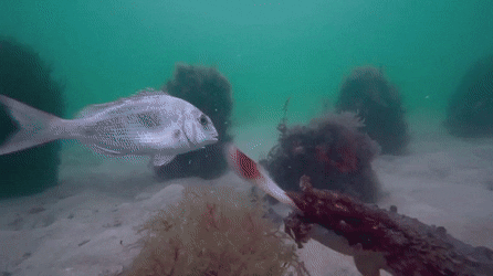 실제 오징어가 사냥하는 장면.gif | 인스티즈