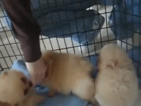 태어난지 8주 된 아기 포메라니안.gif | 인스티즈