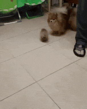 태어난지 8주 된 아기 포메라니안.gif | 인스티즈