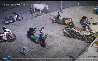 말한테 장난치다 뒷발에 채이는 아이 | 인스티즈