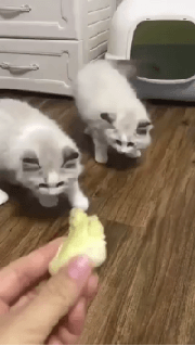 두리안 냄새를 맡은 떼껄룩들 | 인스티즈