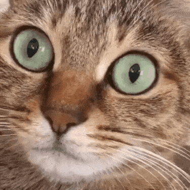 서양녀 개인기 gif | 인스티즈