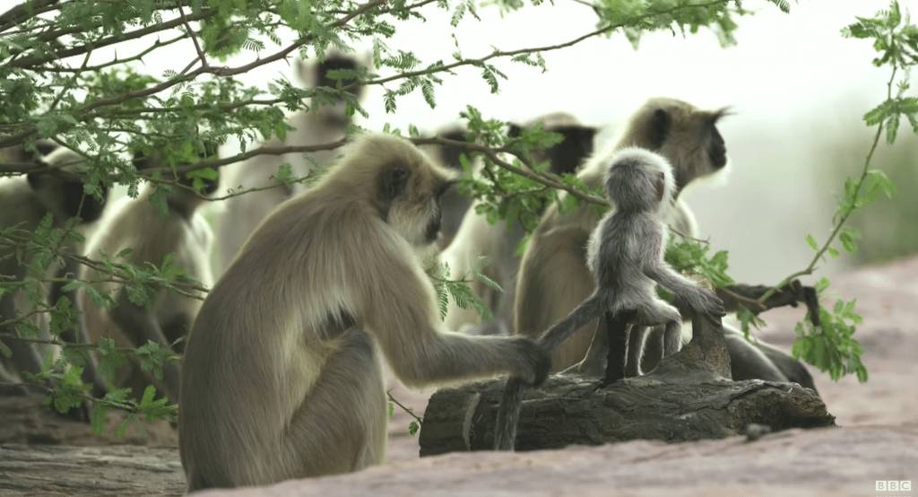로봇 원숭이가 죽은 줄 알고 애도하는 원숭이들 | 인스티즈