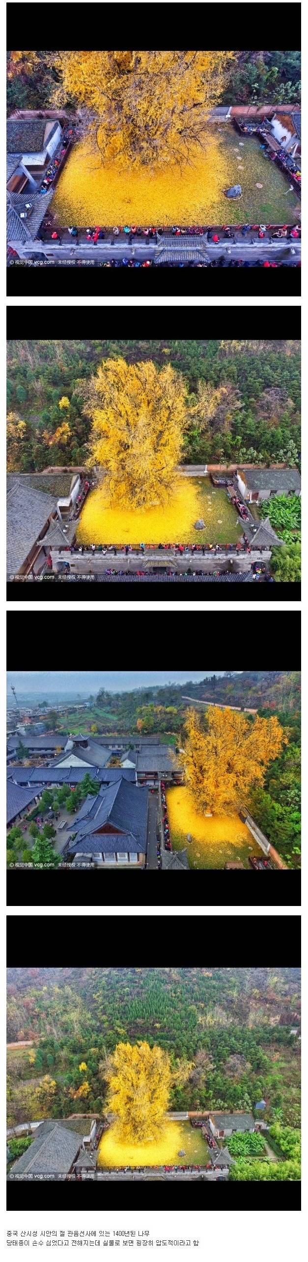 1400년 됐다는 은행나무 | 인스티즈