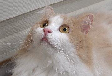 매력 터지는 동네 바보 고양이 | 인스티즈