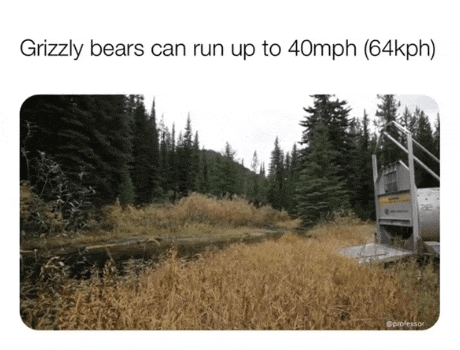 빡친 곰을 만나면... | 인스티즈