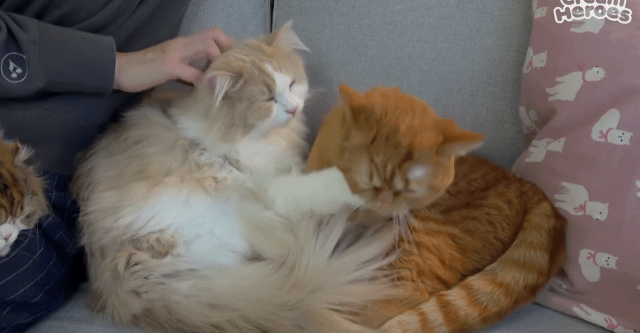 매력 터지는 동네 바보 고양이 | 인스티즈