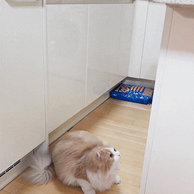 매력 터지는 동네 바보 고양이 | 인스티즈