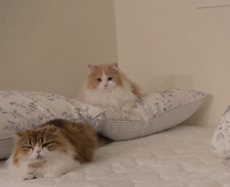 매력 터지는 동네 바보 고양이 | 인스티즈