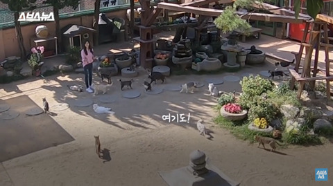 한국 최초 야외 고양이 카페 | 인스티즈