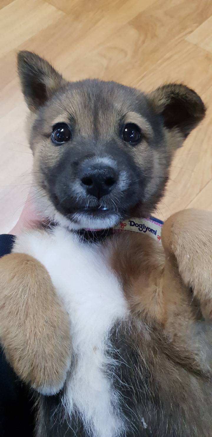 유기견 아가가 구원 받을수 있게 도와주세요 | 인스티즈