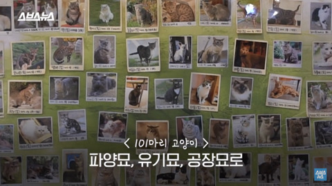 한국 최초 야외 고양이 카페 | 인스티즈
