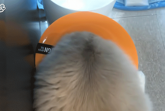 매력 터지는 동네 바보 고양이 | 인스티즈