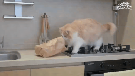 매력 터지는 동네 바보 고양이 | 인스티즈