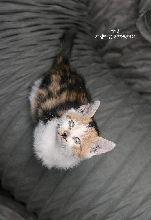 길고양이가 천대받는 나라 | 인스티즈