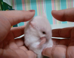 귀 만지지마세욧!gif | 인스티즈