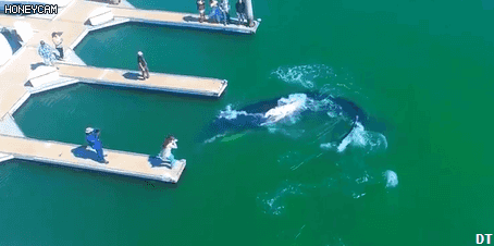 지구상에서 가장 큰 포유류 gif | 인스티즈